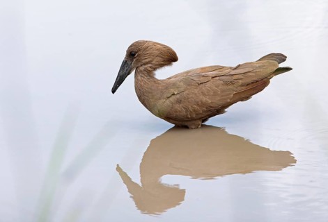Hammerhead (Scopus umbretta) or shadow bird reflected in the water, Akagera National Park or Kagera
