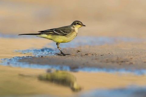 Western Yellow Wagtail (Motacilla flava), Eilat, Israel