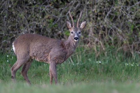 Roebuck (Capreolus capreolus), Rhineland-Palatinate, Germany
