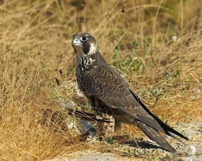 Peregrine Falcon