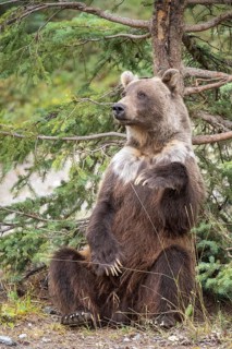 Grizzly Bear (Ursus arctos horribilis) adult sitting and leaning relaxed against tree, British