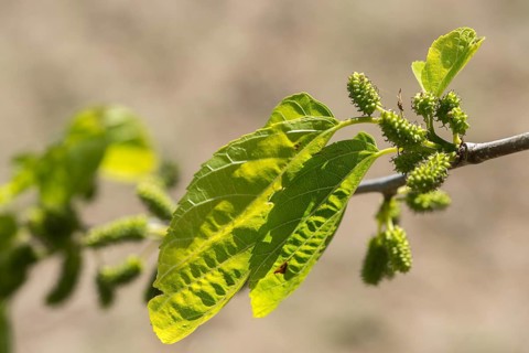 Granelli, Italy, mulberry tree, mulberry family, moraceae, morus alba, pantani cuba and longarini,