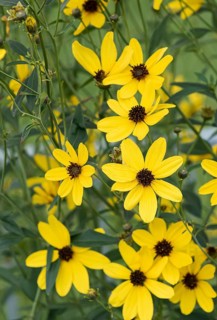 Tall girl's eye (Coreopsis tripteris),  Germany