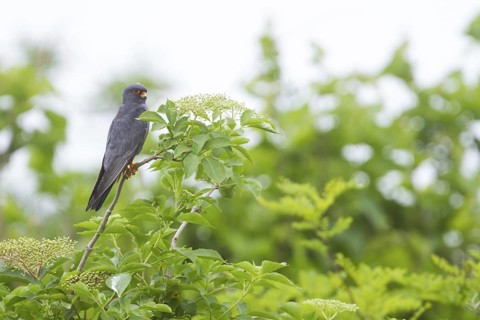 Red-footed Falcon (Falco vespertinus) male, Hungary