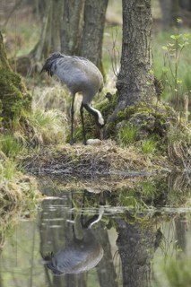Common Crane (Grus grus) nest, Mecklenburg-Western Pomerania, Germany