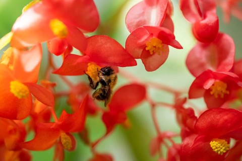 A bumblebee (Bombus) collecting nectar from a ‘Comte de Lesseps' begonia (Begoniaceae) in the