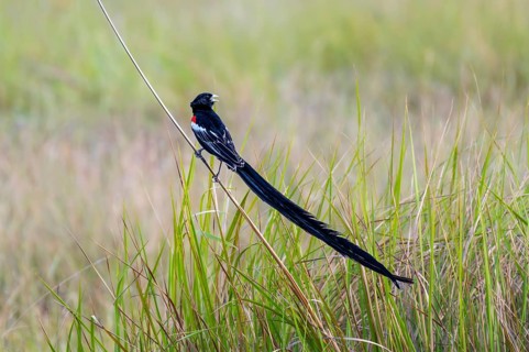 Long-tailed Widowbird (Euplectes progne) in breeding plumage, South Africa