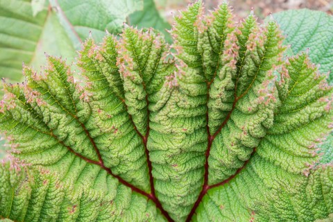 A detailed view of a Gunnera tinctoria leaf showcasing its intricate texture and vibrant green