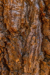 Giant sequoia tree bark displaying its deeply furrowed, fibrous texture with shades of brown and