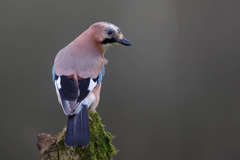 Eurasian Jay (Garrulus glandarius) perched on a mossy trunk, Poland