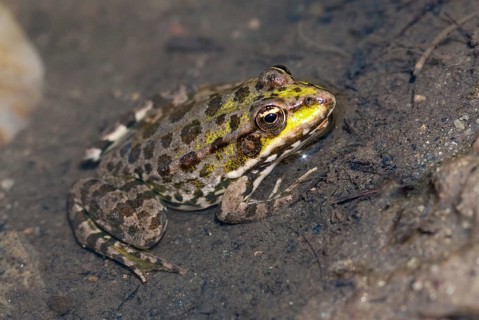 Marsh Frog, Pelophylax Ridibunda, Pelophylax Ridibundus, Rana Ridibunda, Sea Frog, Amphibian,
