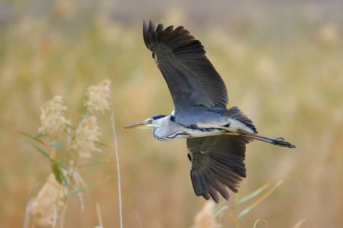 Grey Heron (Ardea cinerea) flying, Andalusia, Spain