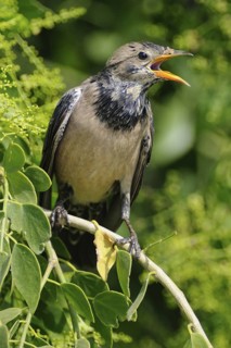 Rosy Starling (Pastor roseus) calling, India