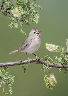 Lucy's Warbler (Leiothlypis luciae) singing, Arizona, USA