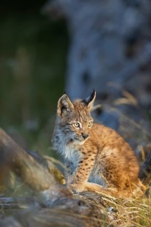 One young (10 weeks old) male Eurasian lynx, (Lynx lynx), resting on a rotten tree
