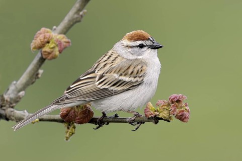 Chipping Sparrow (Spizella passerina), Canada