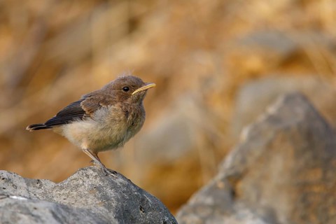 Arabian Wheatear, (Oenanthe lugentoide, Middle East, Oman, Jabal Samhan, Salalah, Dhofar, Oman