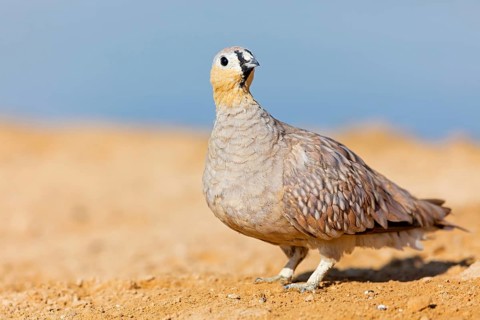 Kronenflughuhn, Crowned Sandgrouse, Pterocles coronatus, Ganga couronné, Ganga Coronada