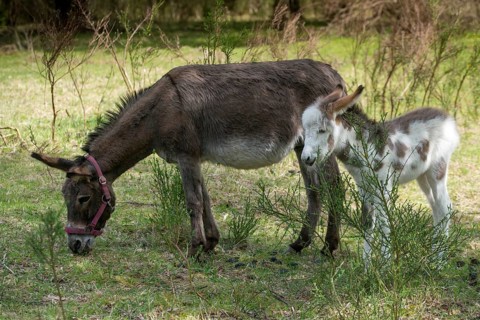 Donkey, Equus asinus, donkey, even-toed ungulate, house donkey, odd-toed ungulates, perissodactyla,