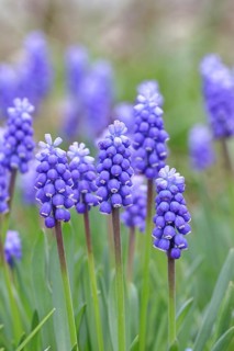 Grape hyacinth (Muscari latifolium), blue flower, early bloomer, spring, Wilnsdorf, North