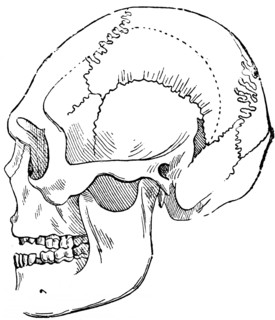 Side view of the skull from Borreby on Funen, teeth, eye socket, nose, archaeology, history of