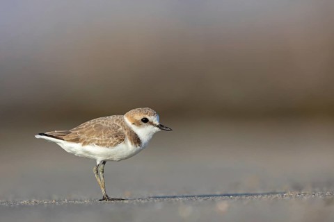 Animals, birds, plover, Kentish plover, (Charadrius alexandrinus), biotope, habitat, foraging, Barr
