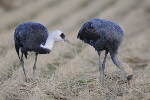 Hooded Crane (Grus monacha) juvenile, Arasaki, Japan