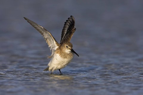 Dunlin (Calidris alpina), Florida, USA