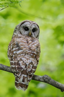 Barred Owl (Strix varia) perched on a branch in southern Ontario, Canada