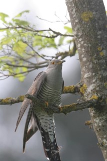 Cuckoo (Cuculus canorus) on young oak (Quercus), Allgäu, Bavaria, Germany