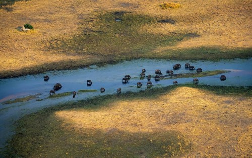 Kaffir buffalo (Syncerus caffer caffer), flock in river, aerial view, Okavango Delta, Botswana