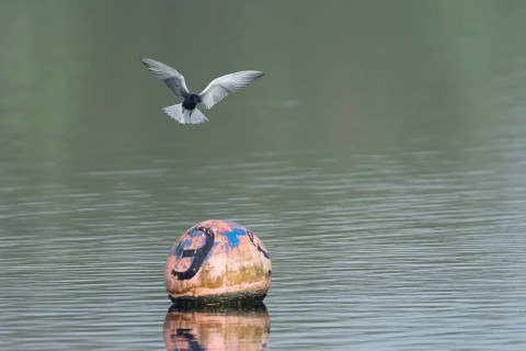 Black tern (Chlidonias niger) adult bird in flight on approach to land on a buoy on a lake,