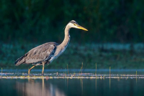 Grey Heron (Ardea cinerea) foraging, North Rhine-Westphalia, Germany