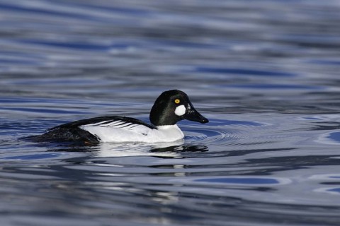 Common Goldeneye (Bucephala clangula) male, British Columbia, Canada