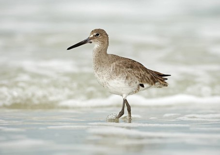 Willet (Tringa semipalmata), Florida, USA