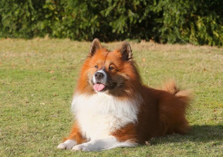 Large Elo (Canis lupus familiaris), male dog, 3 years old, lying on a meadow, North