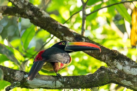 Fiery billed aracari perched on branch, close view, beak transilluminated revealing veins, Osa