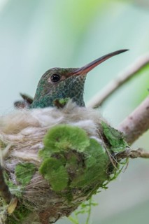 Rufous-tailed Hummingbird (Amazilia tzacatl) perched on a branch on its nest in Costa Rica