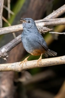 Ochre-flanked Tapaculo (Eugralla paradoxa) singing, Araucania, Chile