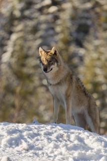 A young grey wolf (Canis lupus lupus) stands on a sloping, snow-covered meadow at the edge of a