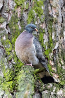 Common wood pigeon (Columba palumbus) on a branch, Germany