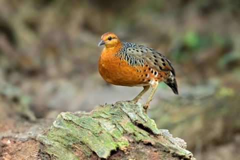 Ferruginous Partridge (Caloperdix oculeus oculeus) male perched on the ground, Pahang, Malaysia