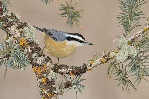 Red-breasted Nuthatch (Sitta canadensis), New Mexico, USA