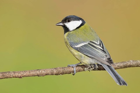 Great tit (Parus major), sitting on a branch, Wilnsdorf, North Rhine-Westphalia, Germany