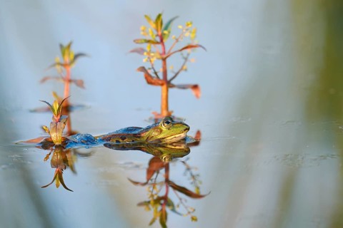 Marsh frog (Pelophylax ridibundus, Rana ridibunda), male in the water, North Rhine-Westphalia,
