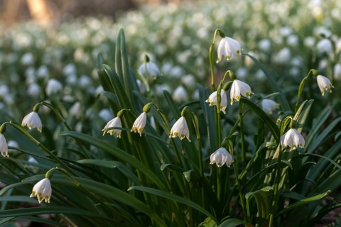 Amaryllidaceae, spring knot flower, leucojum vernum, fairy tale cup, daffodil, flora, spring,