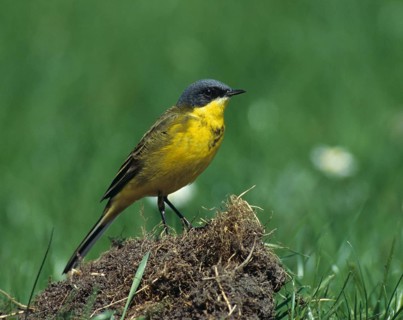 Dark-headed wagtail, motacilla flava thunbergi, Nordic sheeptail, birds, male, passeri, songbirds,