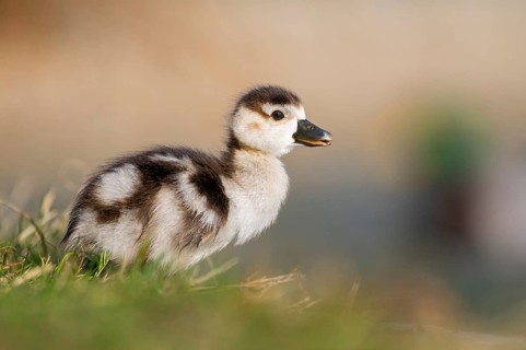 Egyptian goose (Alopochen aegyptiaca) cute chick on a meadow at the shore of a lake, Bavaria,