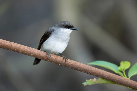 Mangrove Robin (Peneoenanthe pulverulenta leucura), Queensland, Australia