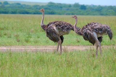 Two ostriches walking side by side across a vast green meadow: common ostrich (Struthio camelus),